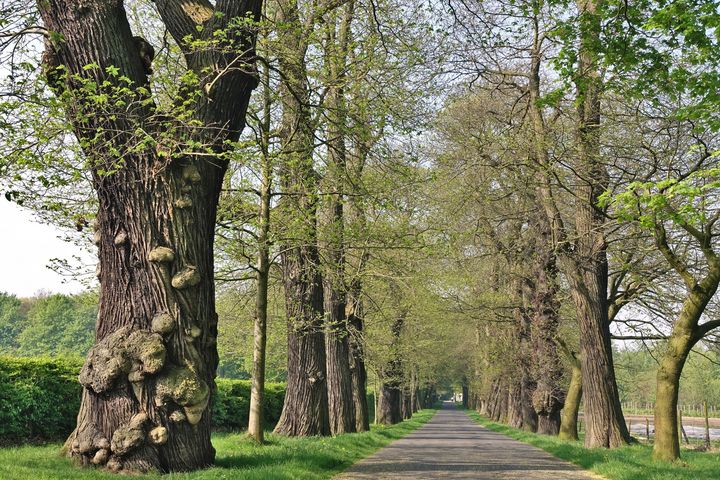 Edel-Kastanienallee am ehemaligen Schloss Roland in Düsseldorf-Ludenberg, / Foto: Christoph Michels Edel-Kastanienallee am ehemaligen Schloss Roland in Düsseldorf-Ludenberg, / Foto: Christoph Michels