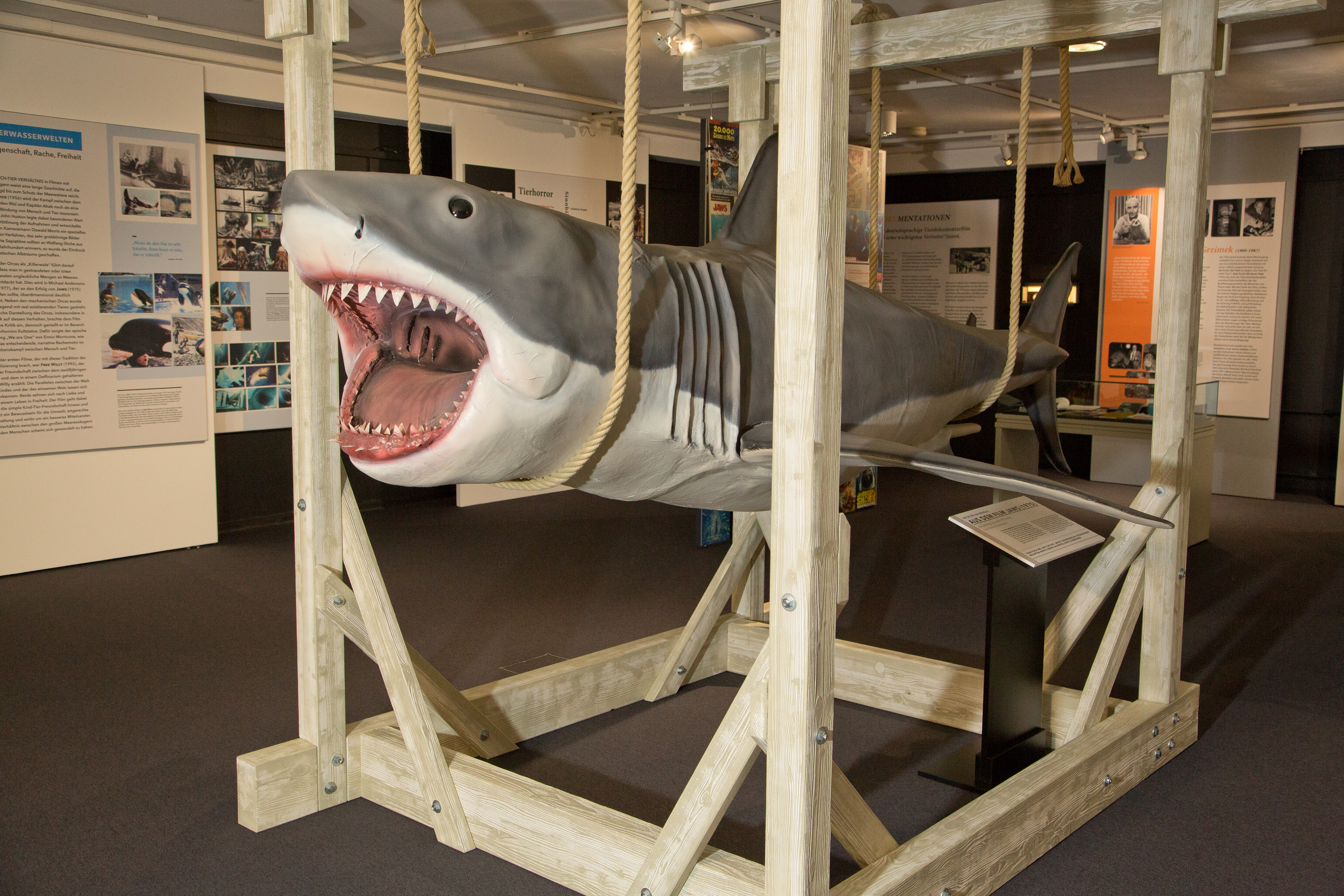 Exponat im Filmmuseum: Replik des Hai-Modells aus dem Film "Der weiße Hai", angefertigt von dem VFX-Künstler Karl-Heinz Christmann © Filmmuseum Düsseldorf/Ines Schweizer 