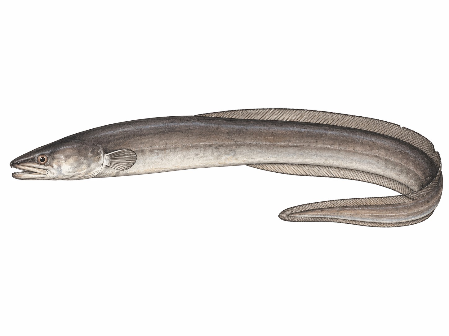 Aquarell-Illustration eines Congre (Meeraal), Mittelmeerfisch der Charte de la Bouillabaisse