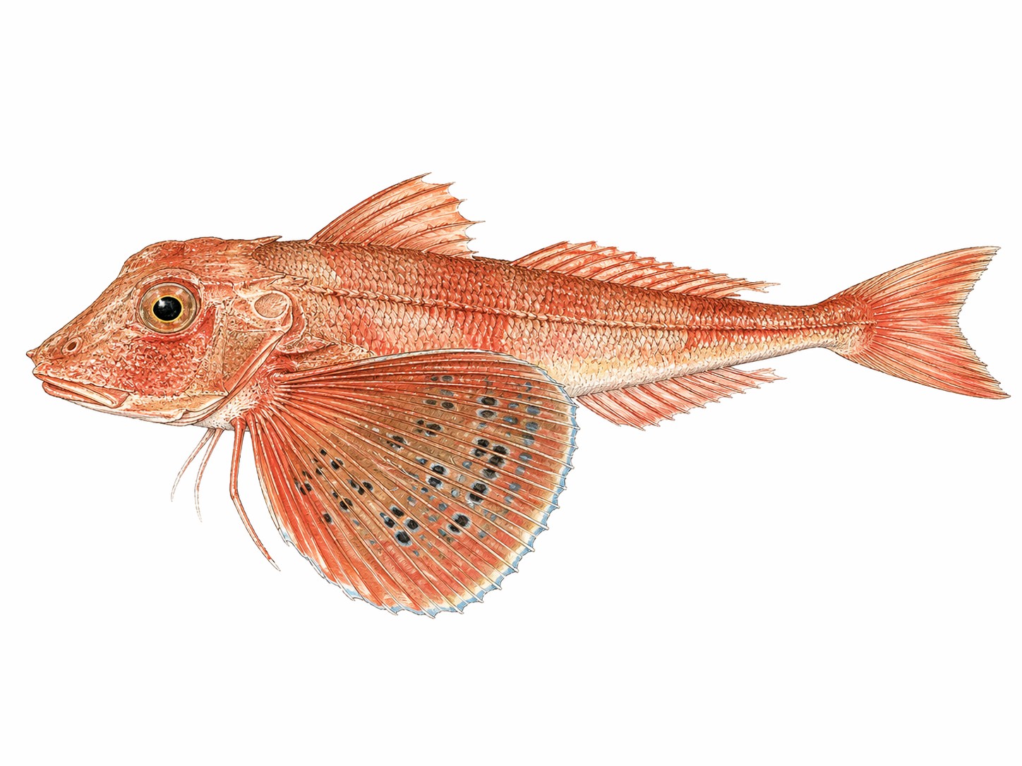 Aquarell-Illustration eines Grondin (Knurrhahn), Mittelmeerfisch der Charte de la Bouillabaisse