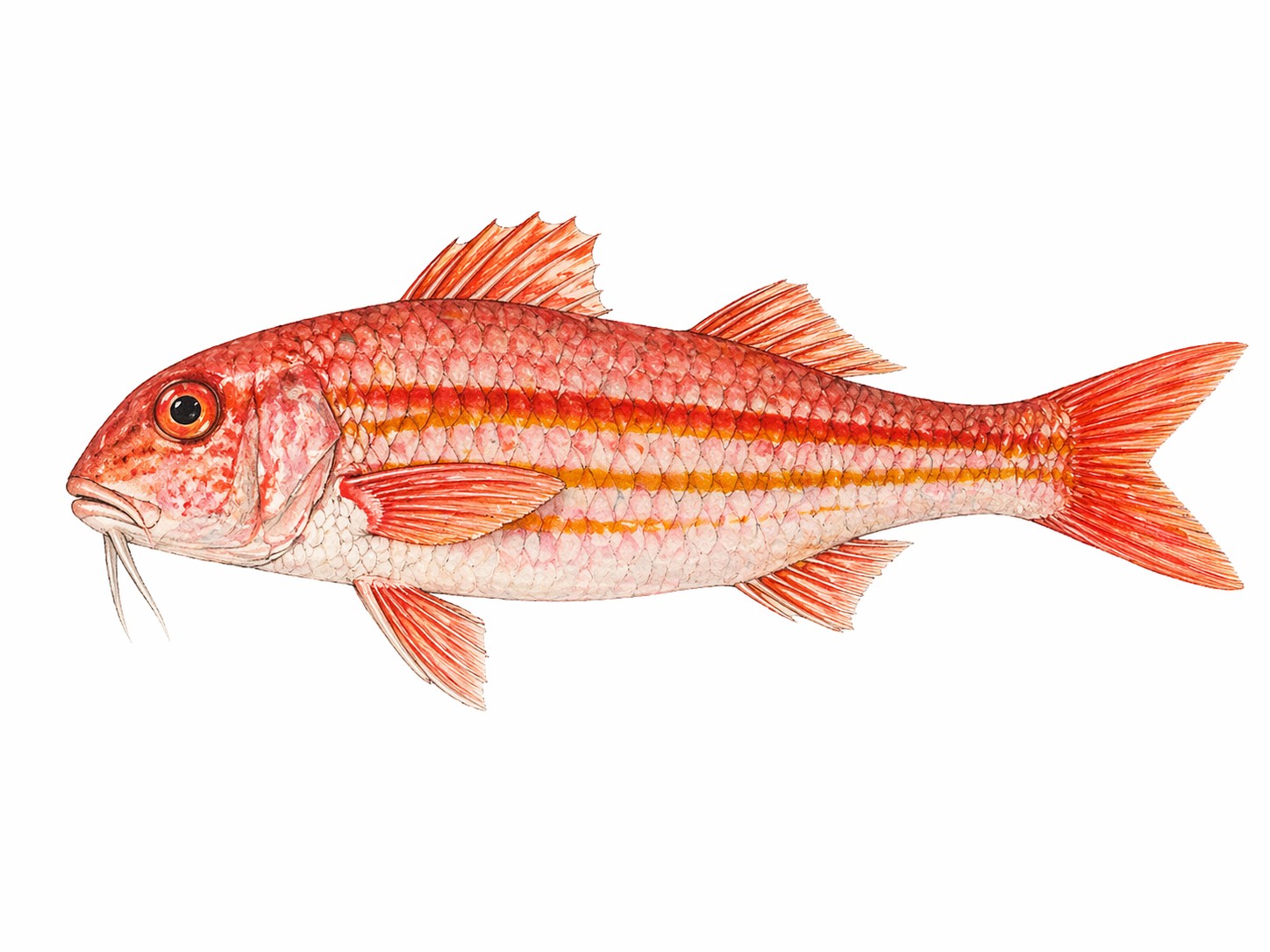 Aquarell-Illustration eines Rouget de roche (Rotbarbe), Mittelmeerfisch der Charte de la Bouillabaisse