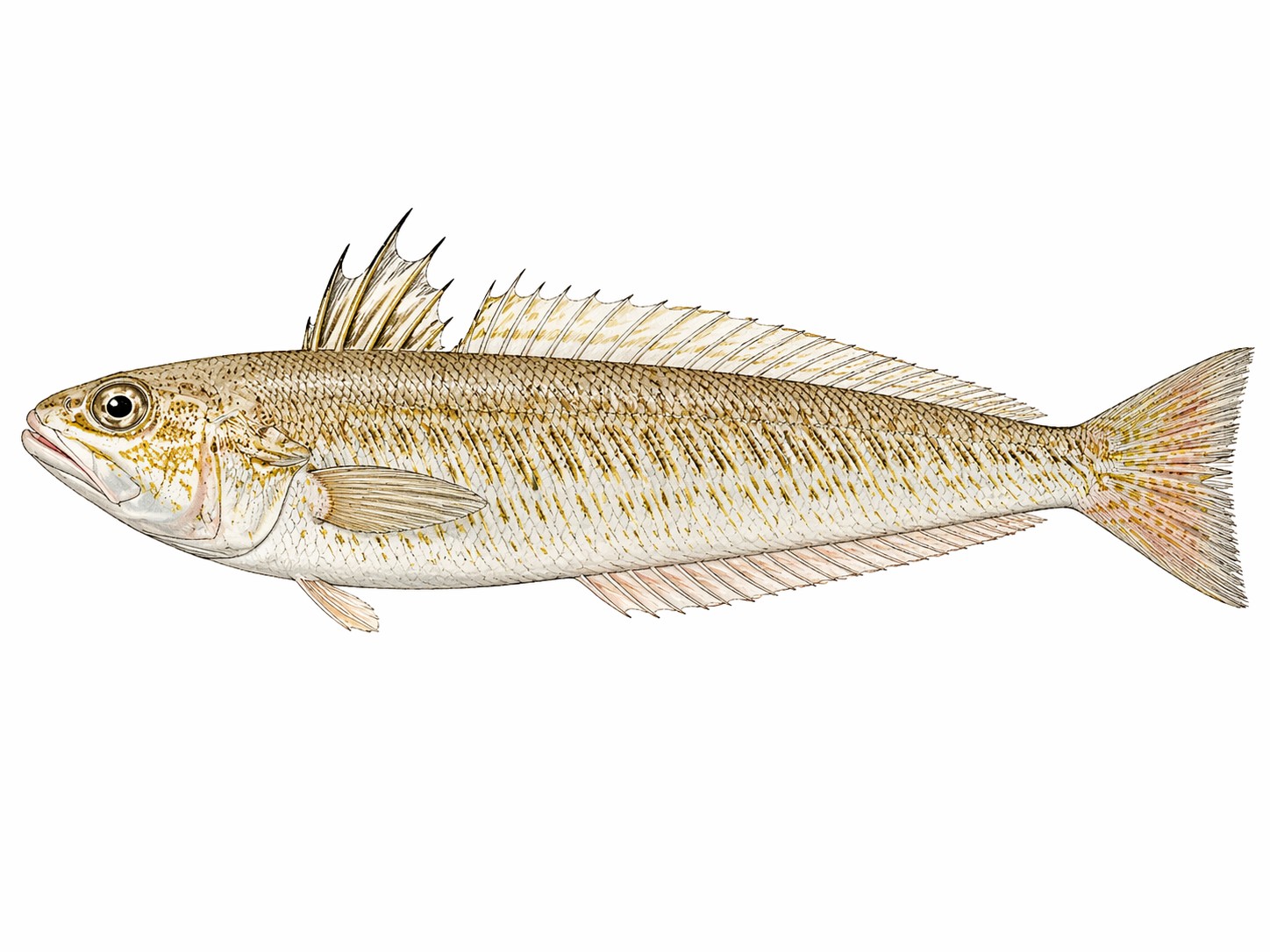 Aquarell-Illustration einer Vive (Petermännchen), Mittelmeerfisch der Charte de la Bouillabaisse