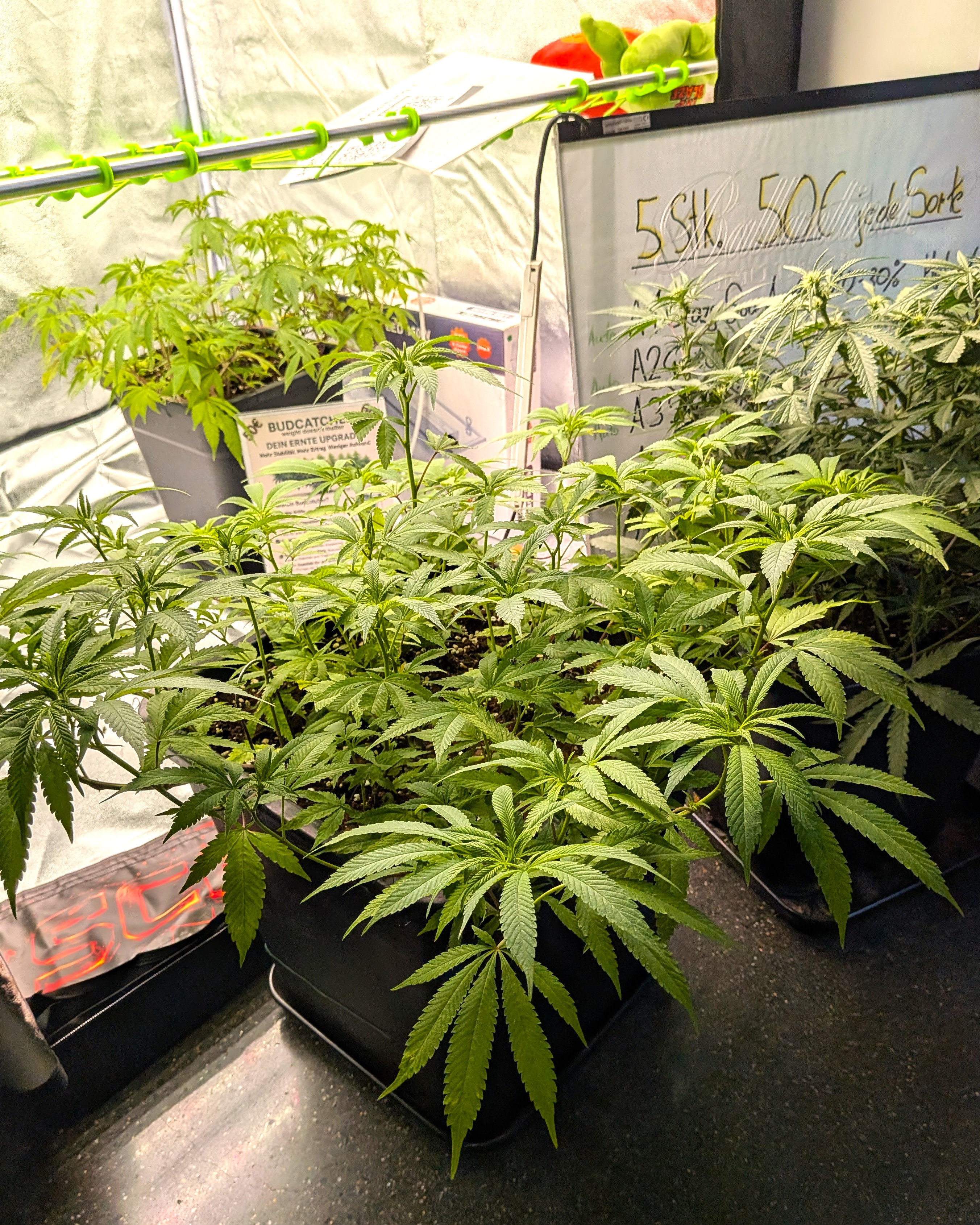 Junge Cannabispflanzen mit Preisangabe auf der Cannafair Düsseldorf