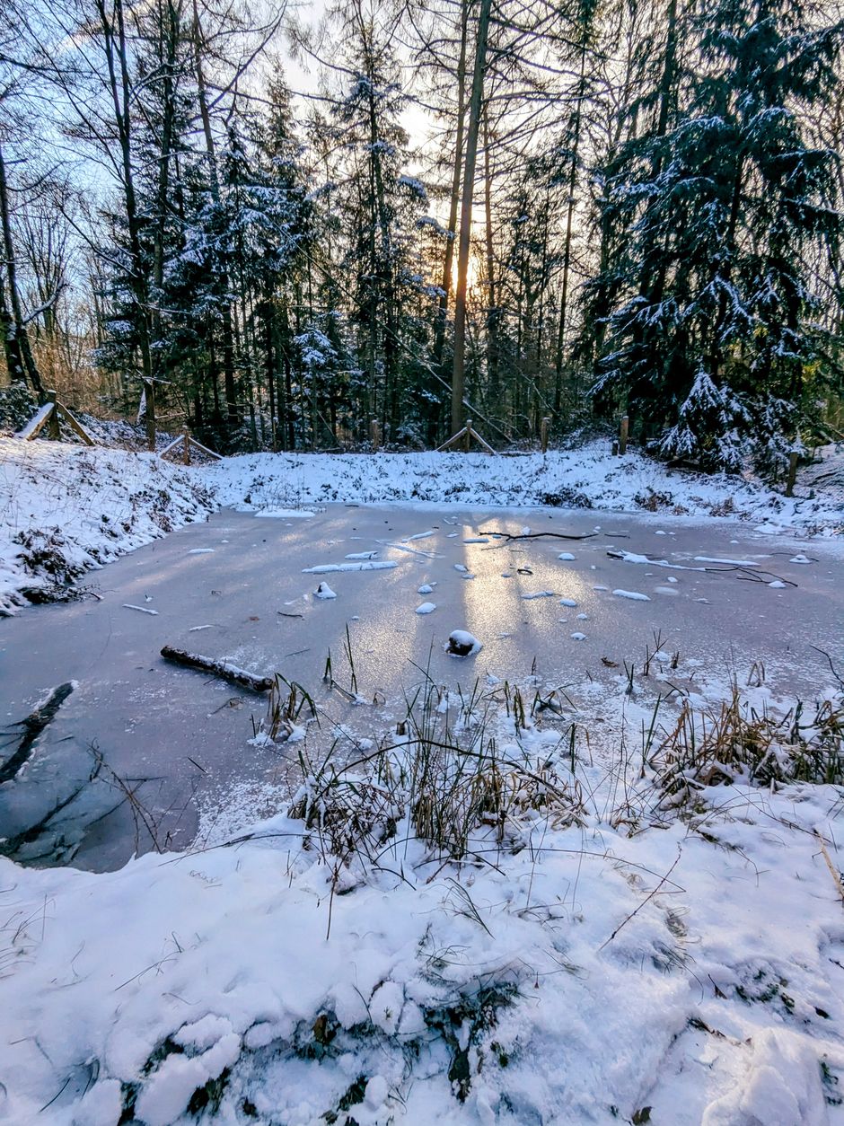 Aaper Wald / Foto: NDOZ