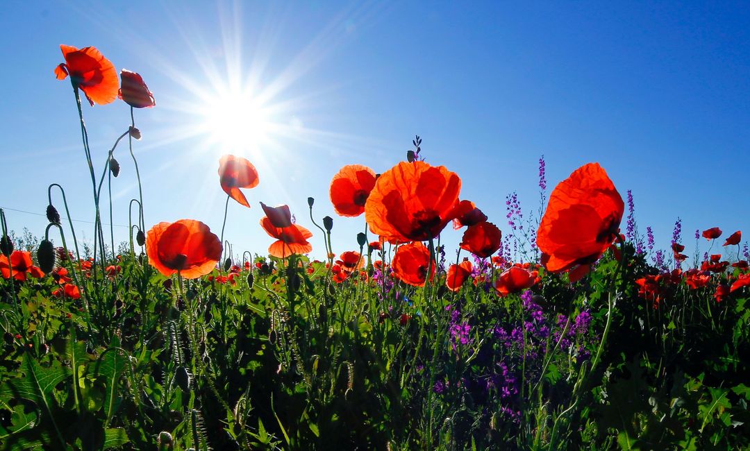 Klatschmohn, Malve und Ringelblume: Gartenamt verschenkt Wildblumensamen "Düsseldorfer Mischung" / Foto © Corina Ardeleanu, unsplash