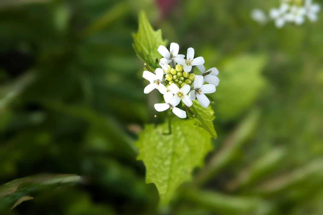 Knoblauchsrauke (Alliaria petiolata) – am häufigsten beobachtete Art bei der City Nature Challenge 2025 in Düsseldorf. / Foto: Alexandra Scholz-Marcovich, NDOZ