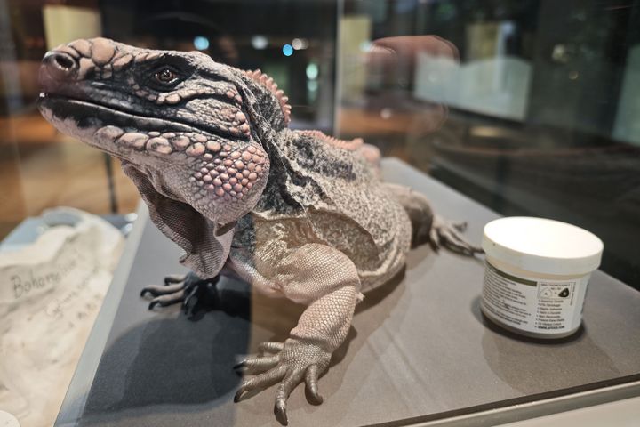 Detailgetreuer Leguan-Abguss: In den neuen Aktionsvitrinen des Aquazoos wird sichtbar, wie Präparatorinnen Tiere naturgetreu nachbilden. / Foto: Landeshauptstadt Düsseldorf/Aquazoo Löbbecke Museum