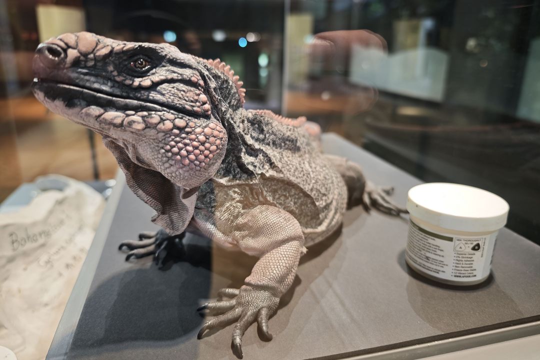 Detailgetreuer Leguan-Abguss: In den neuen Aktionsvitrinen des Aquazoos wird sichtbar, wie Präparatorinnen Tiere naturgetreu nachbilden. / Foto: Landeshauptstadt Düsseldorf/Aquazoo Löbbecke Museum