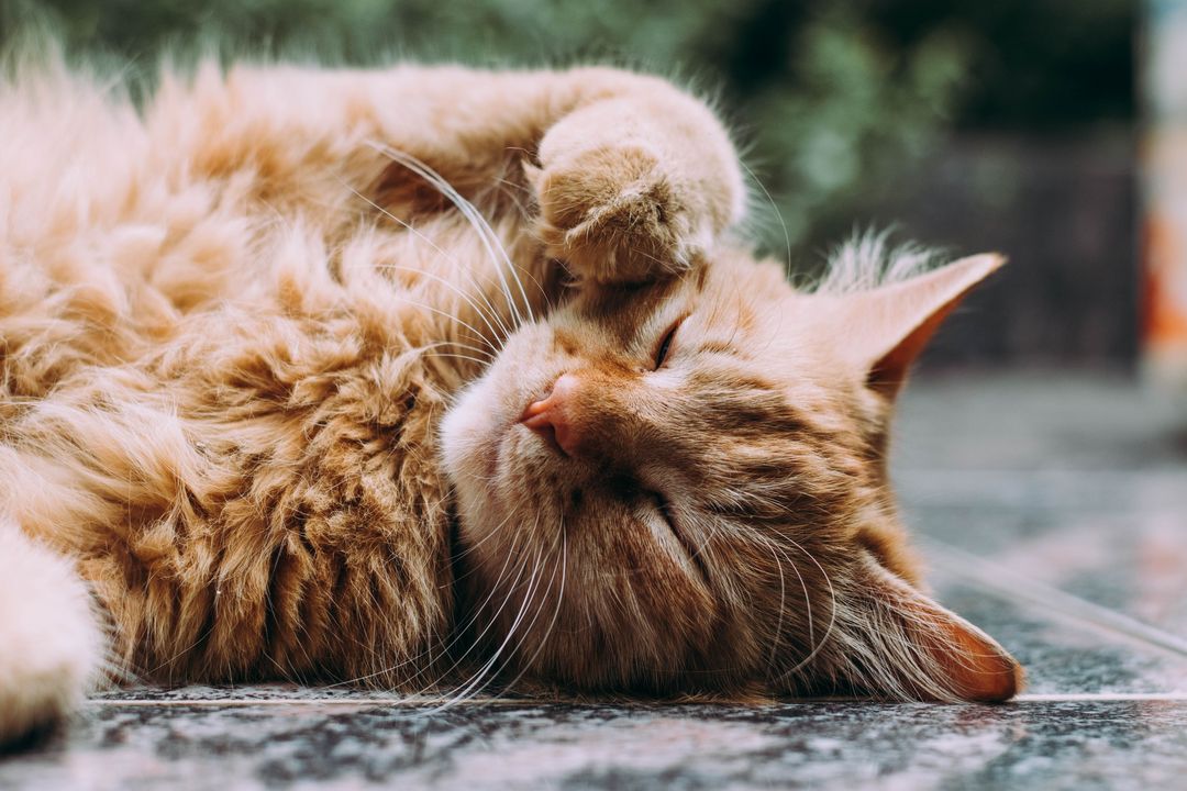 Tierhalter sind zur Kastration, Kennzeichnung und Registrierung ihrer Freigänger-Katzen aufgefordert / Foto © Ludemeula Fernades, unsplash