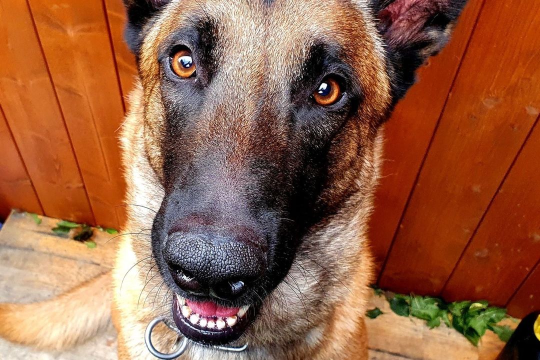 Flingern Nord - Diensthund Sputnik stellt mutmaßliche Einbrecher / Foto Porträt  Diensthund Spuntnik © POL-D