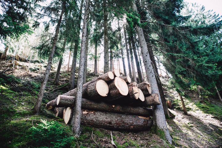 Holz im Wald von Markus Sposke auf Unsplash
