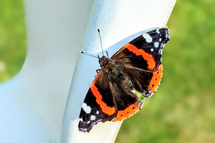 Admiral, Schmetterling in Düsseldorf-Gerresheim / Foto © Alexandra Scholz-Marcovich