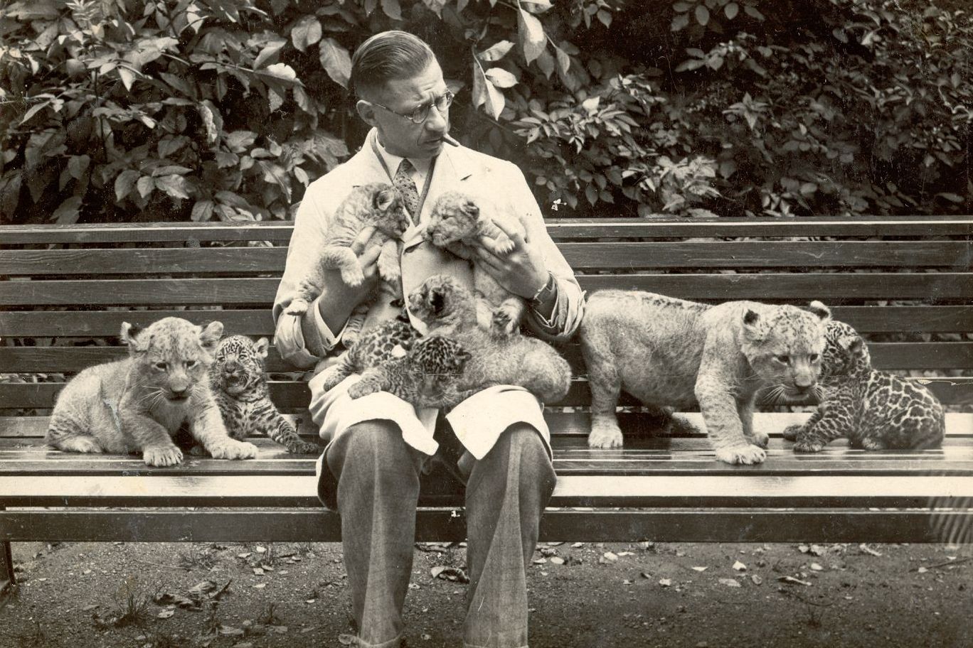 Zoodirektor Dr. Aulmann sitzt auf einer Bank mit mehreren jungen Raubkatzen im Düsseldorfer Zoo, 1920er-Jahre, Schwarzweißfoto