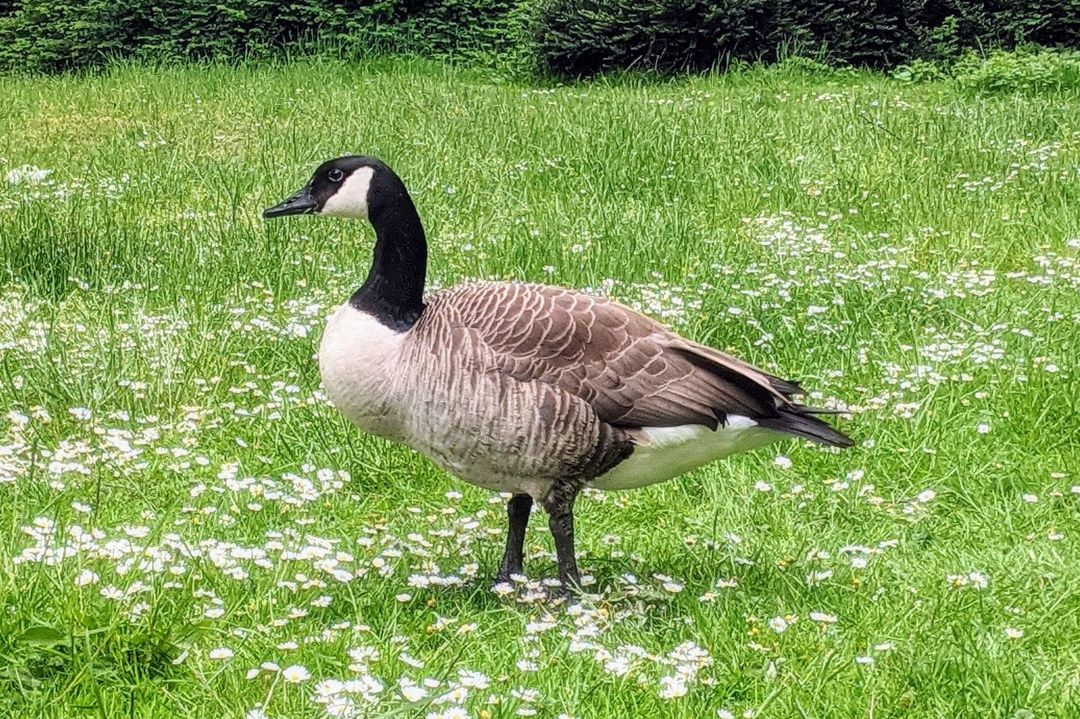 Kanadagans im Hofgarten Düsseldorf / Foto © Arthur Scholz