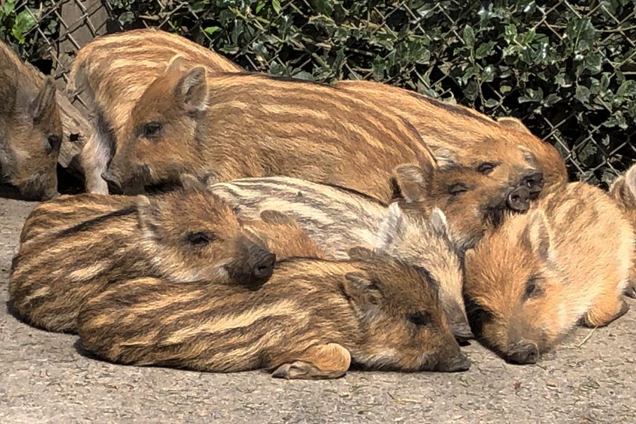 Im Wildpark sind die Frischlinge da. Besucherinnen und Besucher können in diesen Tagen die rund 20 jungen Wildschweine beobachten © Landeshauptstadt Düsseldorf/Gartenamt 