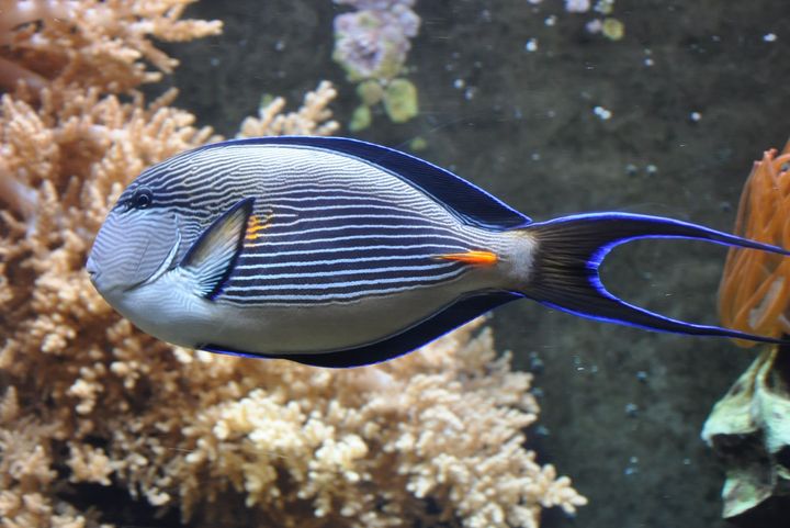 Arabische Doktorfische (Acanthurus sohal) sind ebenso schön wie wehrhaft - das orange "Skalpell" vor der Schwanzflosse dieser Riffbewohner kann zur Verteidigung ausgeklappt werden © Aquazoo Löbbecke Museum 