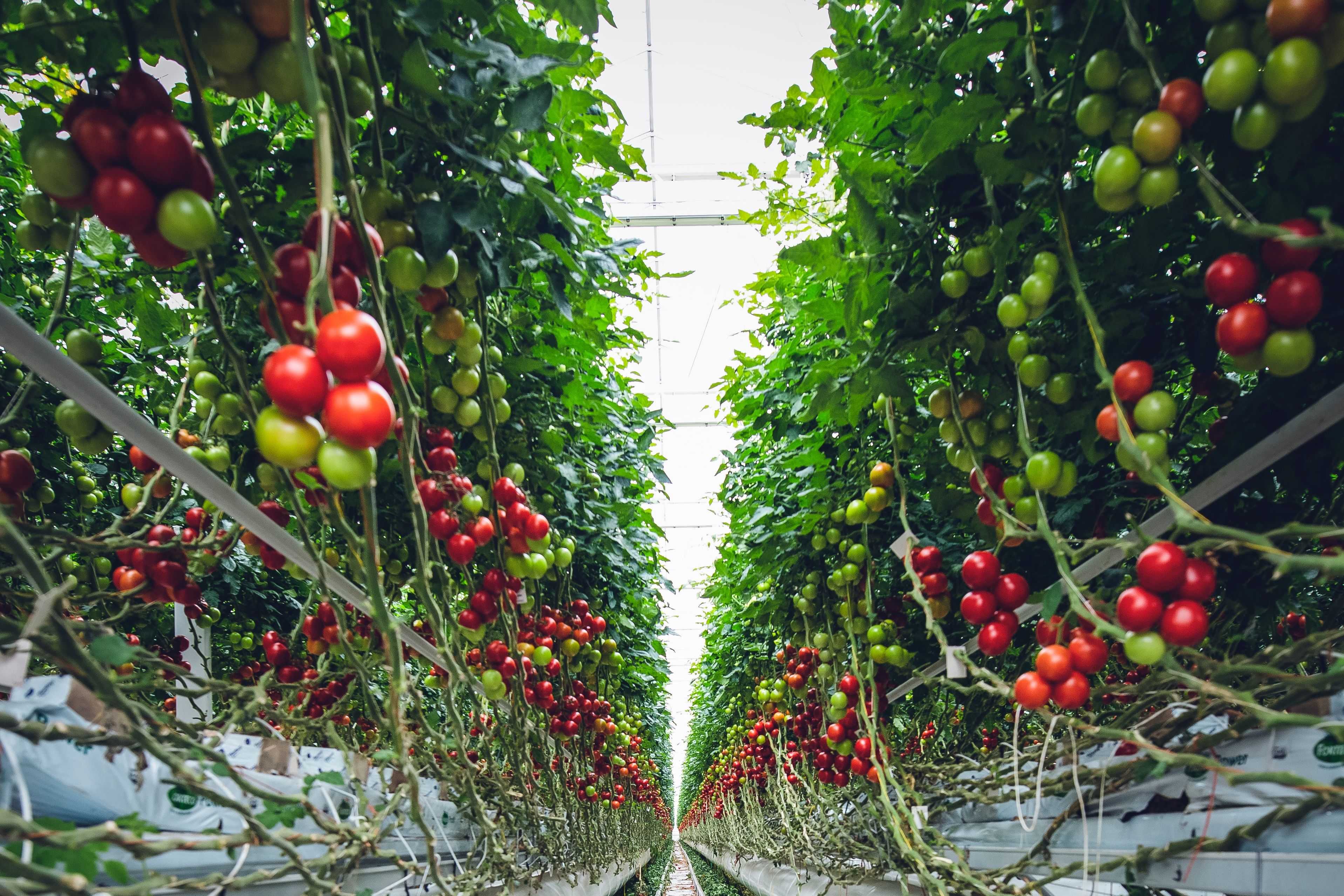 Vertical gardening / Foto© Markus Spiske