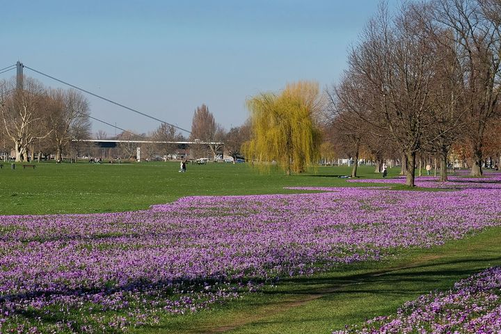 Blühende violette Krokusse des „Blauen Bandes“ im Rheinpark Düsseldorf, mit Bäumen und Wiesen im Hintergrund.