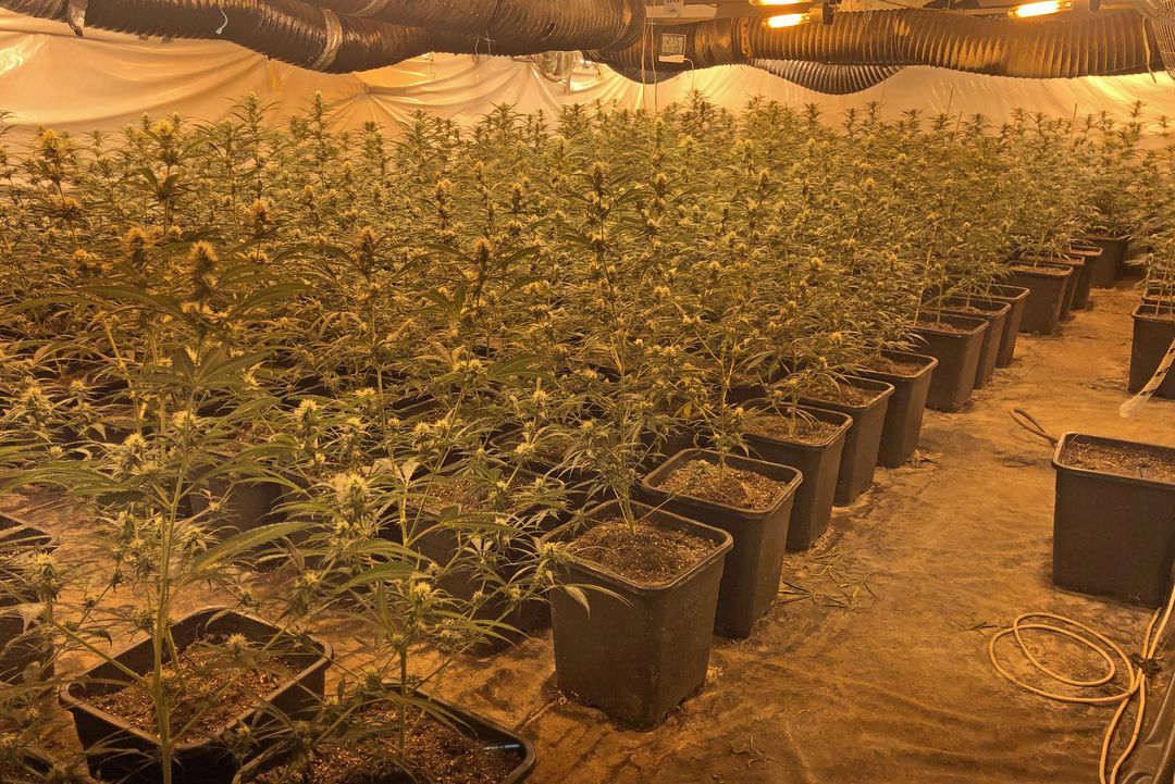 Die Polizei stellte insgesamt 697 Cannabis-Pflanzen in unterschiedlichen Wachstumsgrößen sicher © Kreispolizeibehörde Mettmann
