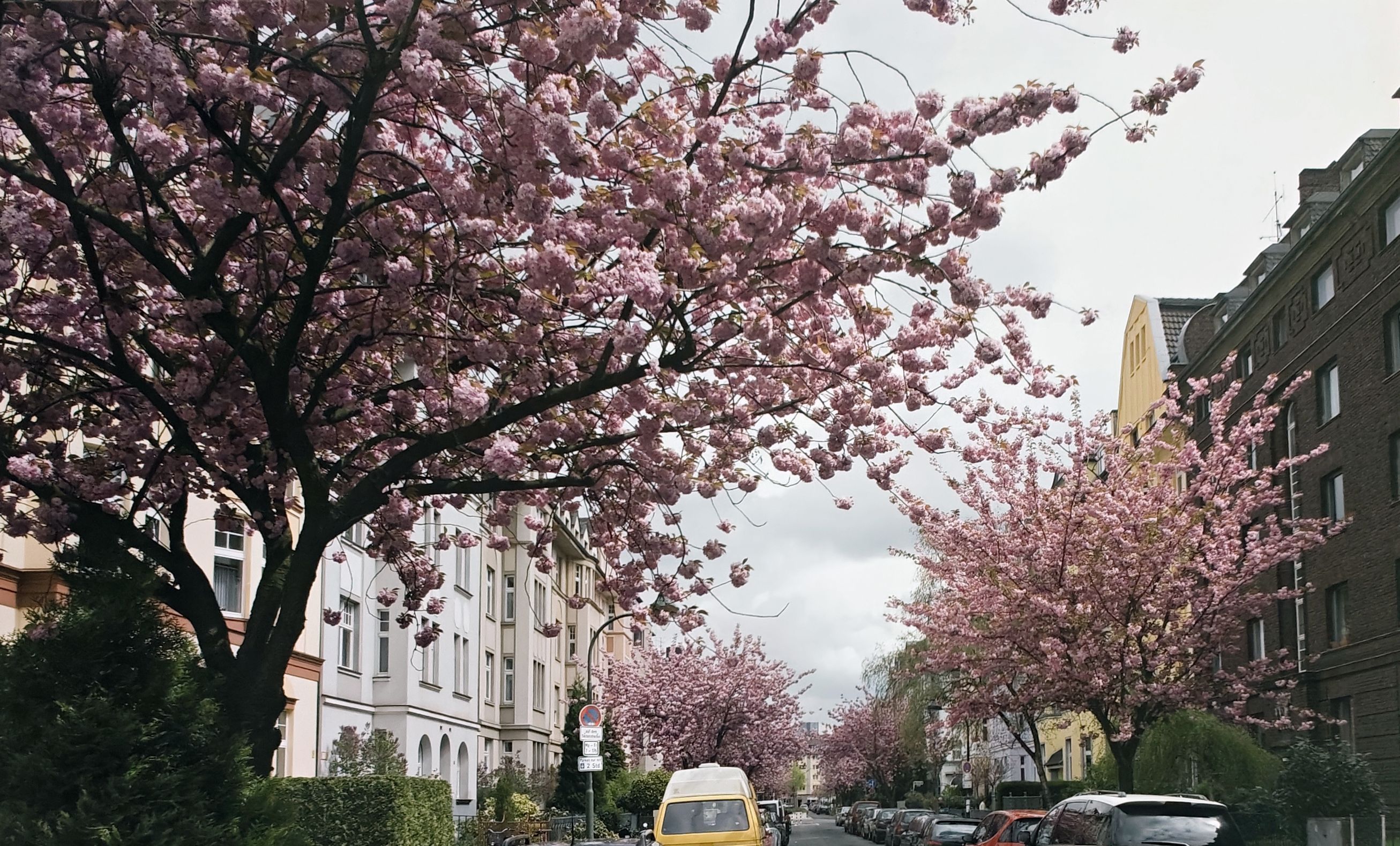 Kirschblüte in der Zietenstraße Düsseldorf