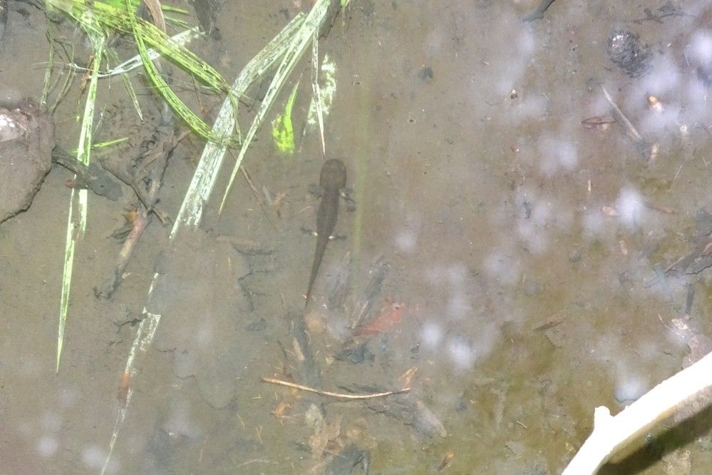Selten und stark bedroht: Im Hubbelrather Bachtal konnte eine aquatische Larve des Feuersalamanders (Salamandra salamandra) entdeckt werden / Foto: Tobias Krause 