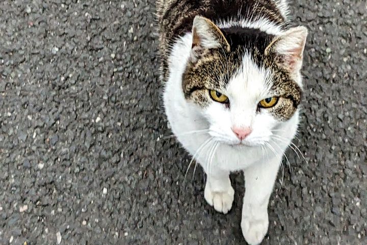 Viele unkastrierte Katzen sind verwahrlost, krank und von Parasiten wie Flöhen und Würmern befallen. Die Kastration trägt dazu bei, die Gesundheit der Katzen zu verbessern / Foto: Alexandra Scholz-Marcovich