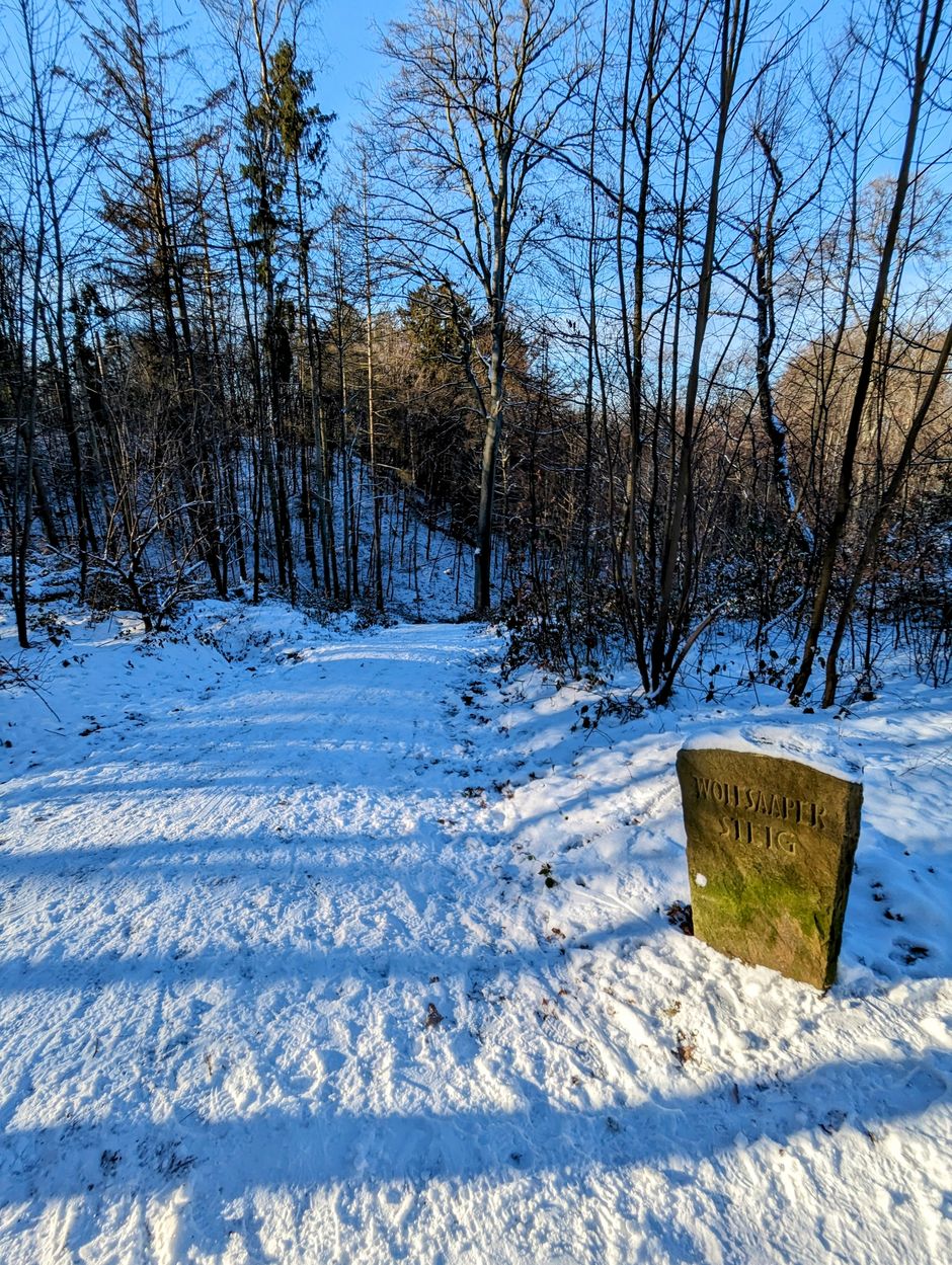 Aaper Wald / Foto: NDOZ