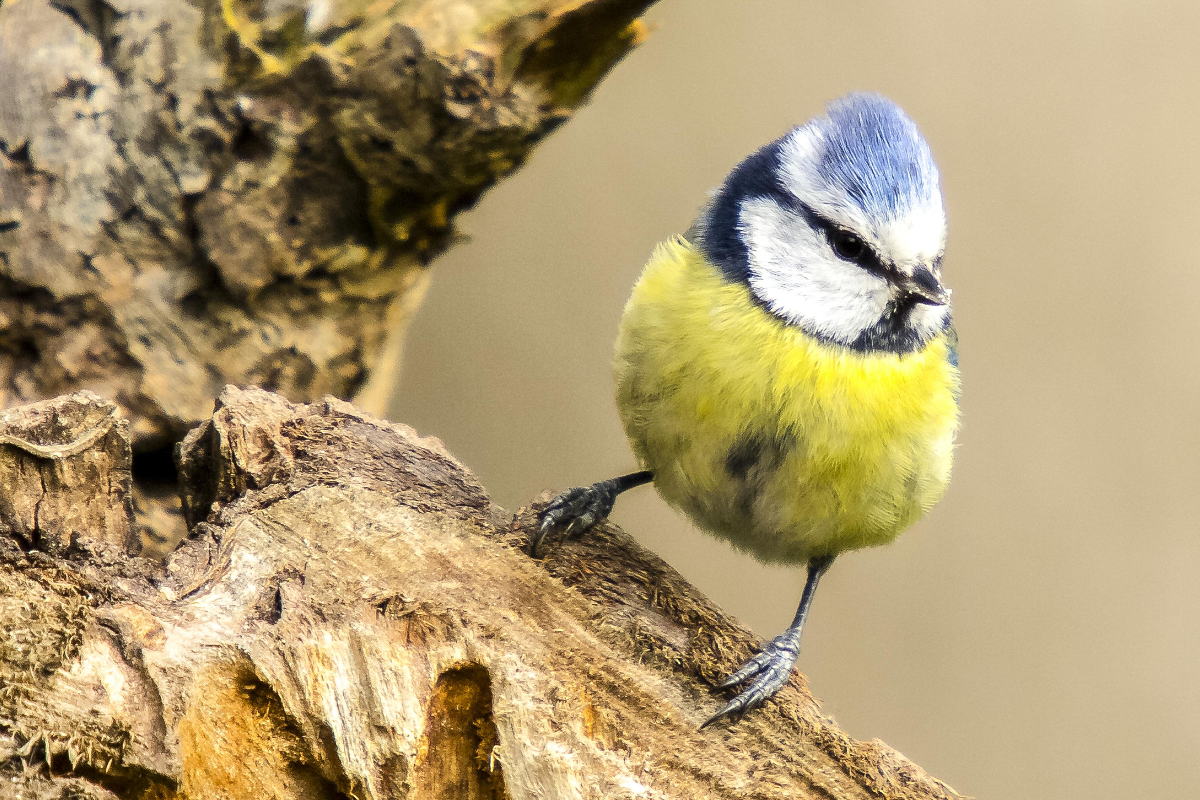 Blaumeise / Foto (c) NABU