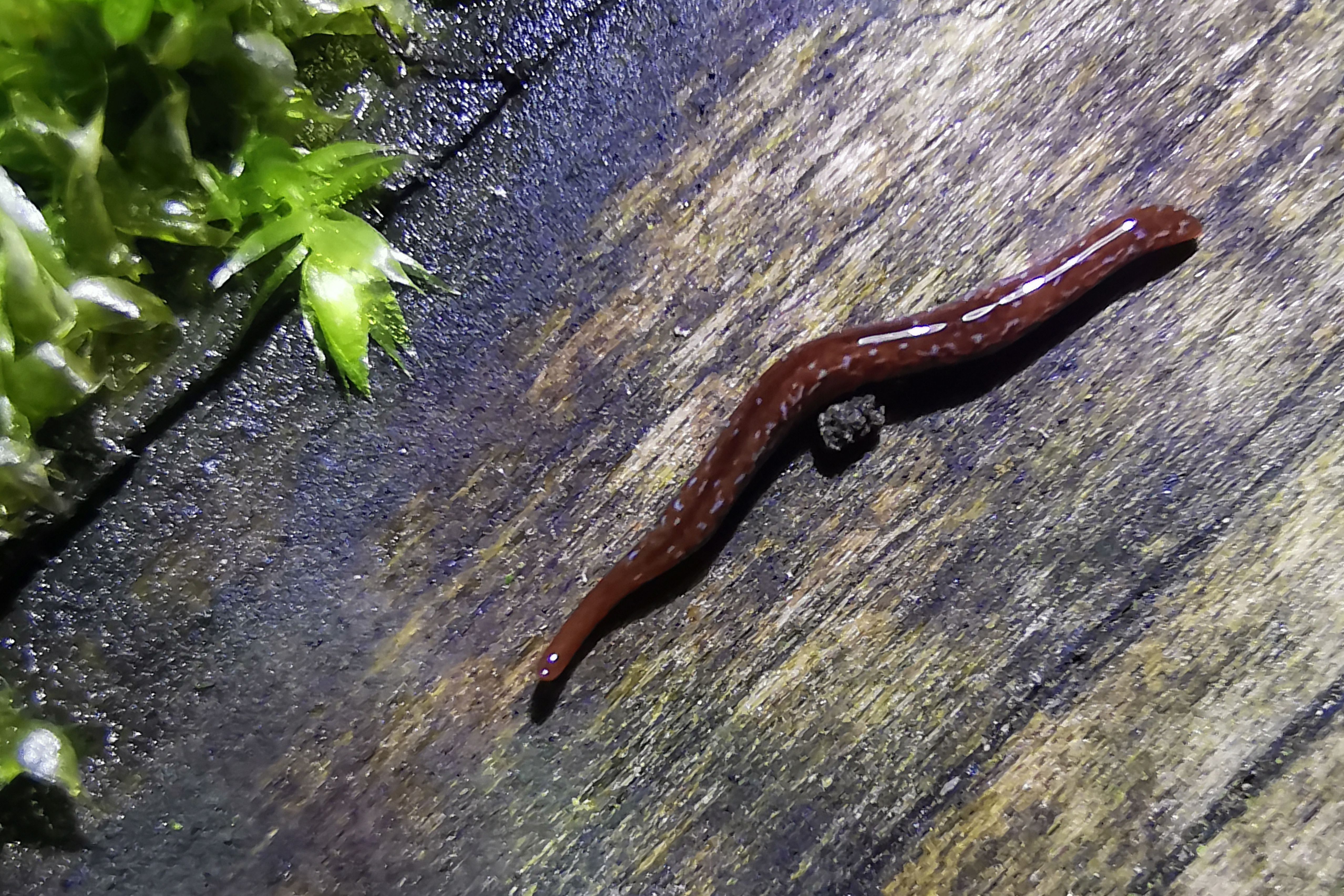 Nachts im Eller Forst: Die Sichtung der ersten Blaugefleckten Landplanarie (Marionfyfea adventor ) in Düsseldorf sorgte für eine große Überraschung / Foto: Dr. Stefan Curth