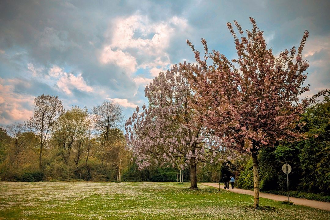 Kirschblüte im Zoopark Düsseldorf