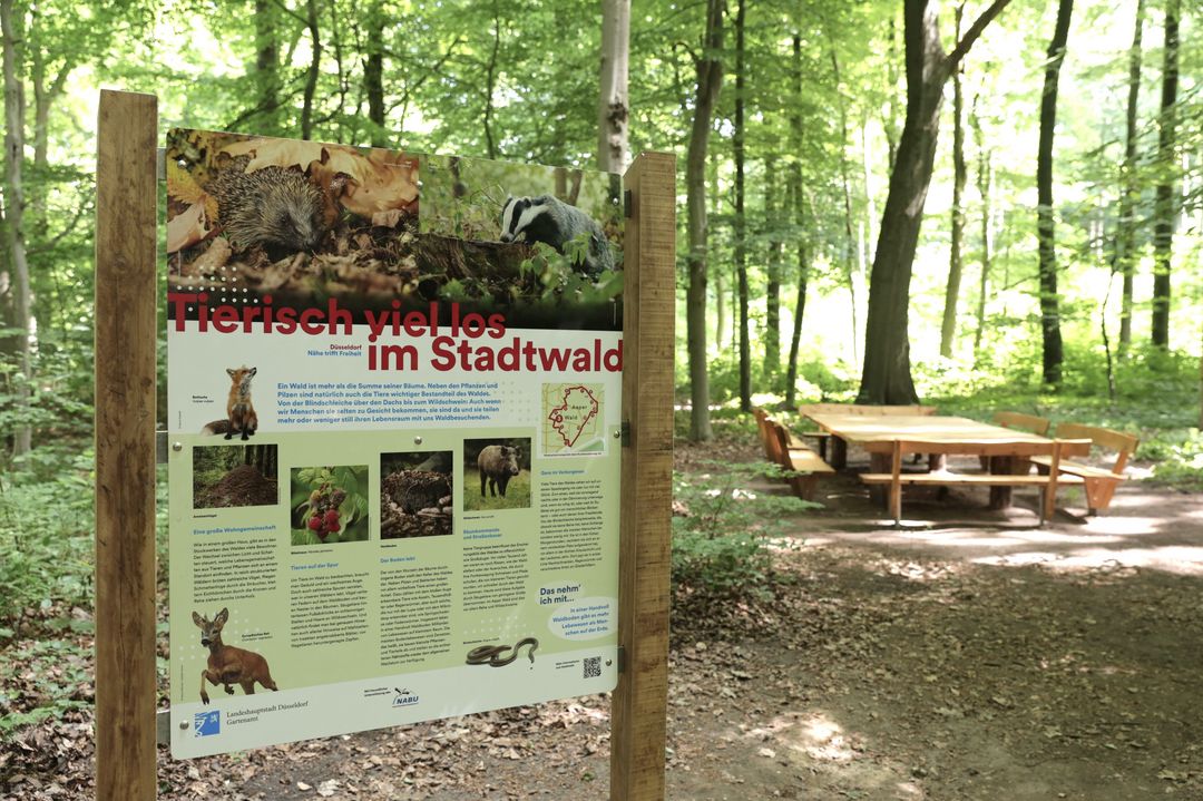 Der Aaper Wald hat nun einen Wald-Klima-Pfad. Der Rundweg führt vorbei an 13 Stationen und vermittelt auf 15 Infotafeln Wissen rund um den Schwerpunkt der Klimaanpassung im Stadtwald. / Foto: Landeshauptstadt Düsseldorf/Ingo Lammert