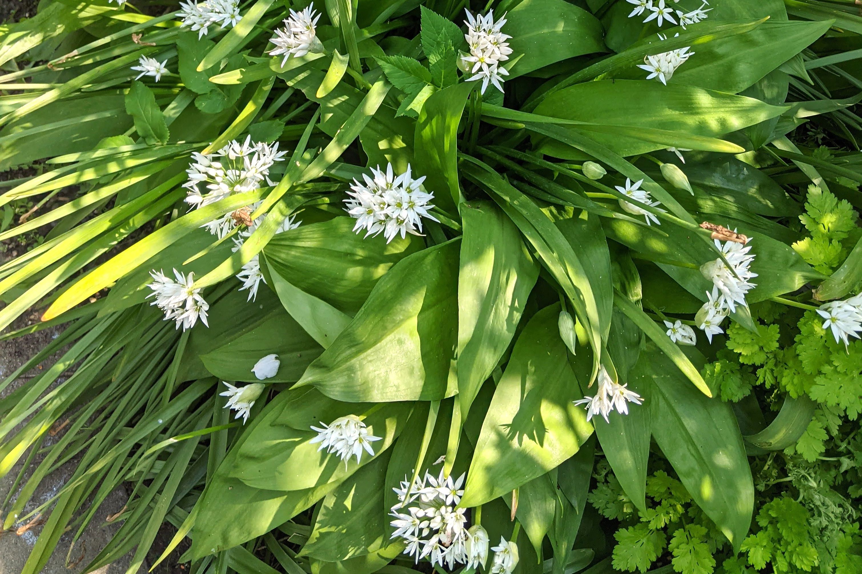 Bärlauch im Garten / Foto: Alexandra Scholz-Marcovich, NDOZ