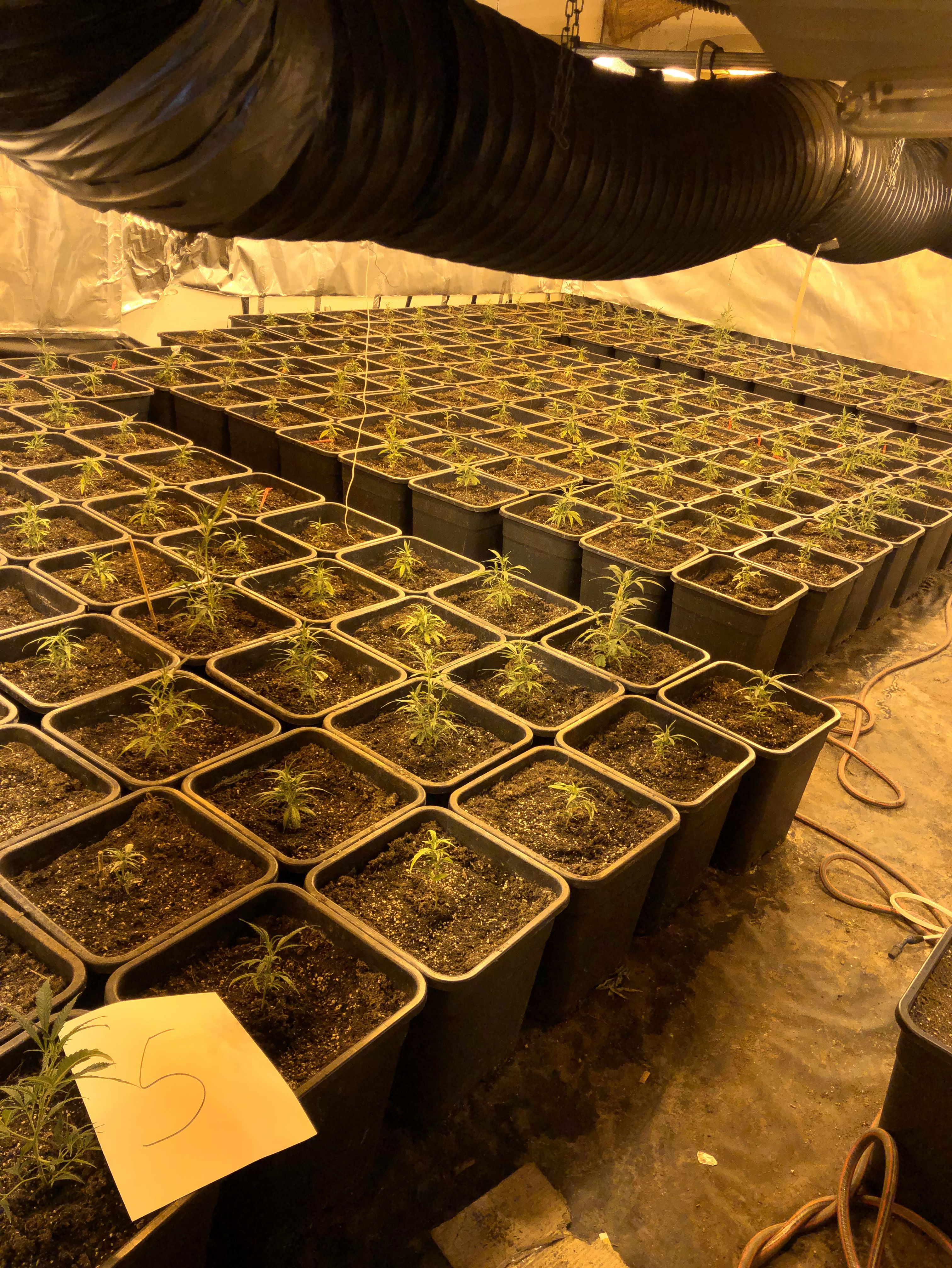 Die Polizei stellte insgesamt 697 Cannabis-Pflanzen in unterschiedlichen Wachstumsgrößen sicher © Kreispolizeibehörde Mettmann