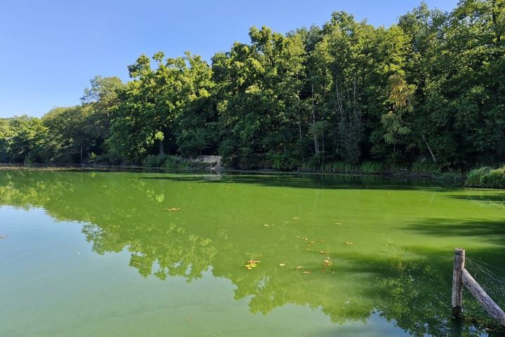 Bilder der Cyanobakterien-Akkumulation im Zamek-See / Foto: Landeshauptstadt Düsseldorf