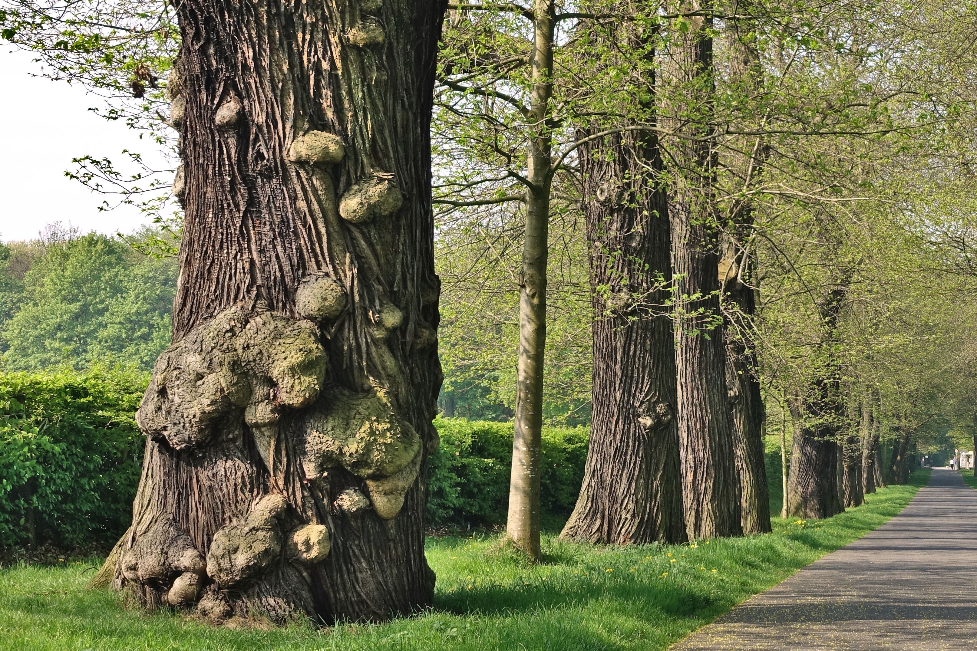 Edel-Kastanien am ehemaligen Schloss Roland in Düsseldorf-Ludenberg. Höhe: 23 m / Foto: Christoph Michels
