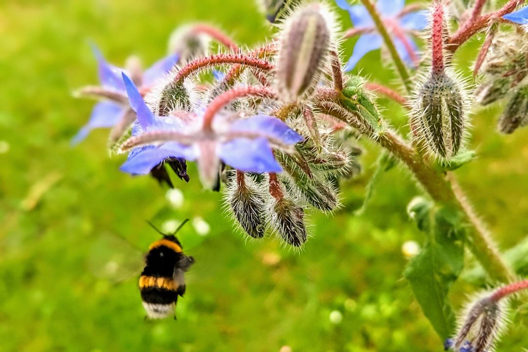 "Lasst uns gemeinsam eine nachhaltige Revolution vor unserer Haustür starten und die Natur zurück in unsere Städte bringen!" / Foto: Borretschblüte und Hummel in Düsseldorf © Alexandra Scholz-Marcovich