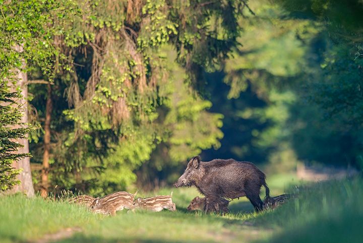 Wildsau mit Frischlingen / Foto © Detlef Hinrichs, Wildtierschutz Deutschland e.V. 