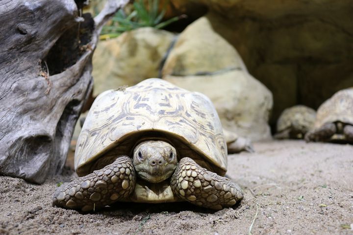 Auch durch die Forschung im Aquazoo Löbbecke Museum wissen wir heute mehr über den besonderen Alterungsprozess bei Schildkröten