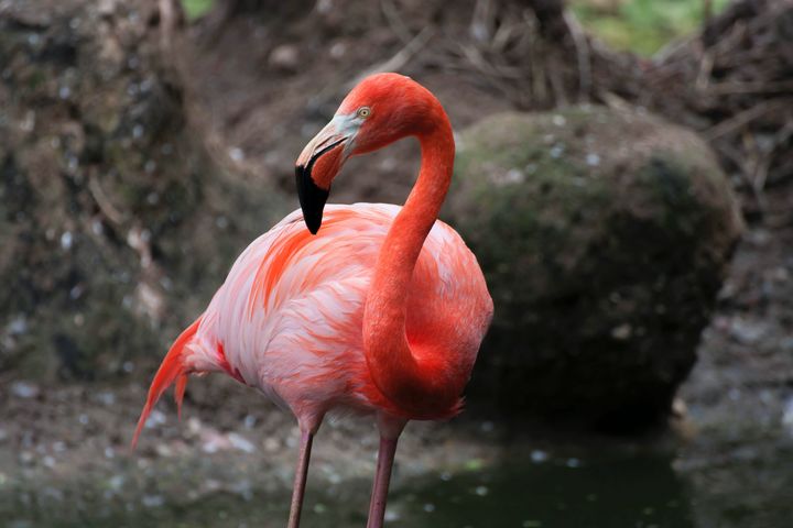 Wilde Flamingos, Wisente und Wildpferde. In NRW gibt es viel zu entdecken / Foto © Laura Picha, unsplash