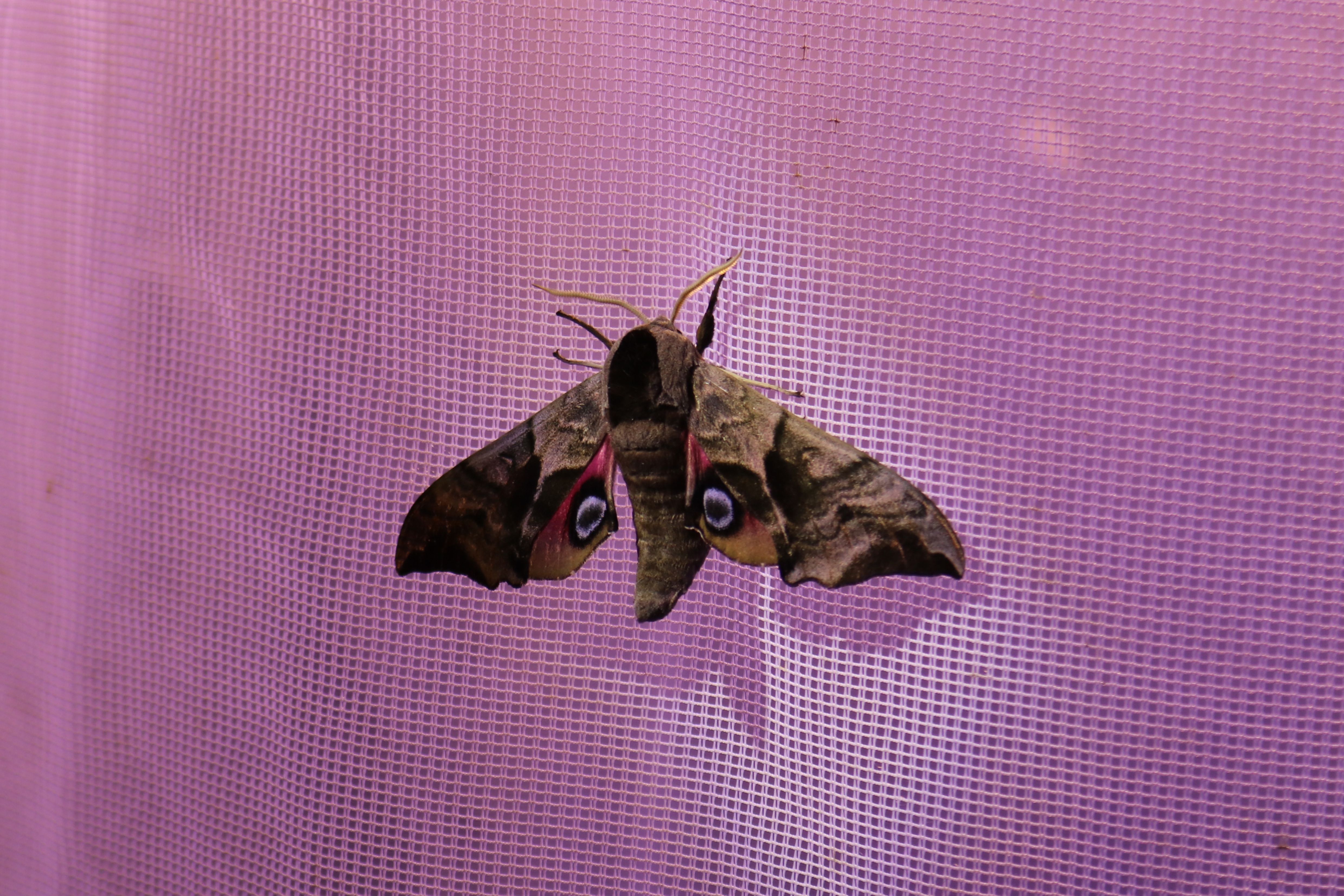 Nicht selten, aber kaum zu entdecken: Mit Hilfe eines sogenannten Leuchtturms konnte vor dem Aquazoo Löbbecke Museum das imposante Abendpfauenauge (Smerinthus ocellata) angelockt werden / Foto: Landeshauptstadt Düsseldorf/Aquazoo Löbbecke Museum