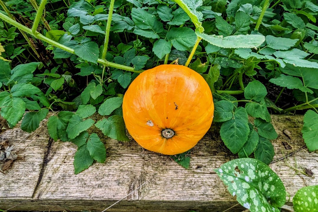 Okaido-Kürbis im Garten, Gerresheim /Foto © Alexandra Scholz-Marcovich