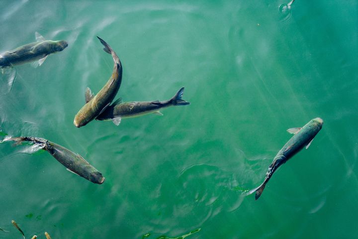 Neue, nachhaltige Aquakultur für den Speisefisch Zander eröffnet / Foto © Dan Gold, unsplash