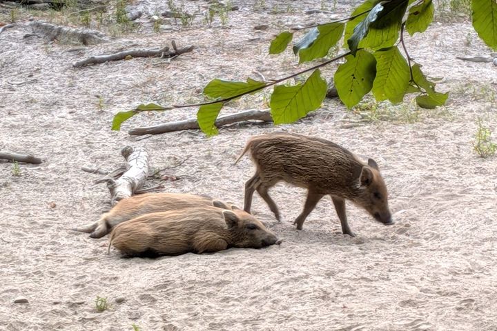 Drei junge Wildschweine ruhen und laufen durch das Gehege im Düsseldorfer Wildpark