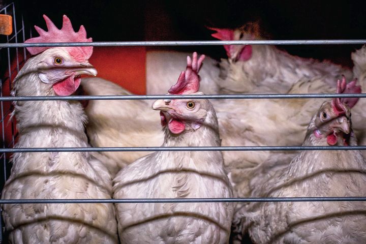 Diese Hennen leben in sogenannten Legebatterien – ein Haltungssystem, das in Deutschland verboten ist. In Zulieferbetrieben von ALDI US soll es laut Tierschutzorganisation Animal Equality weiterhin zum Einsatz kommen. / Foto: Aitor Garmendia / Animal Equality (Beispielfoto zur Kampagne)