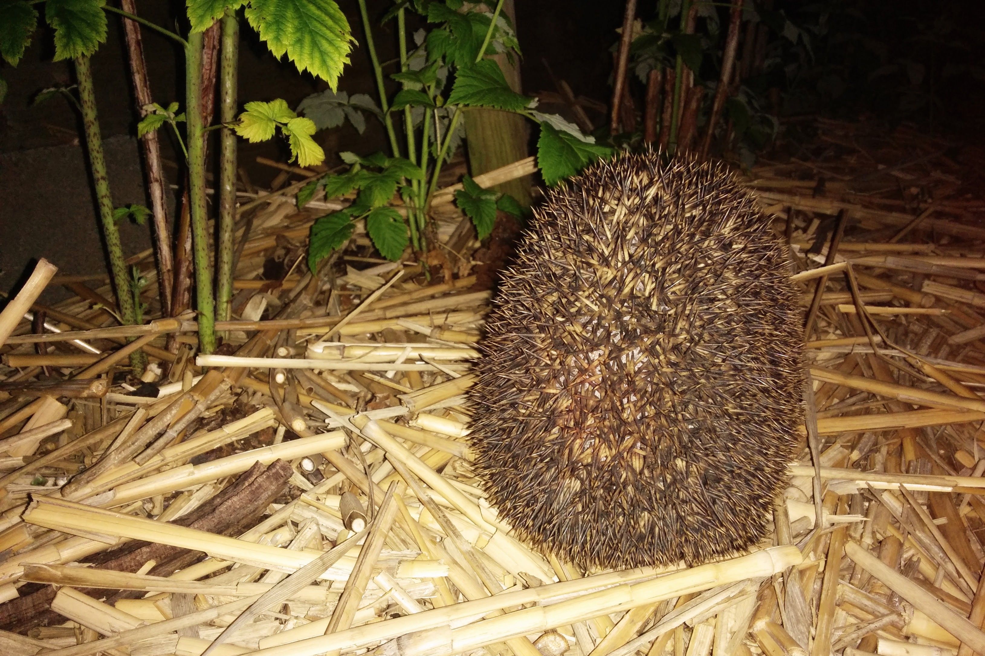 Igel in Düsseldorf-Gerresheim / Foto: Alexandra Scholz-Marcovich