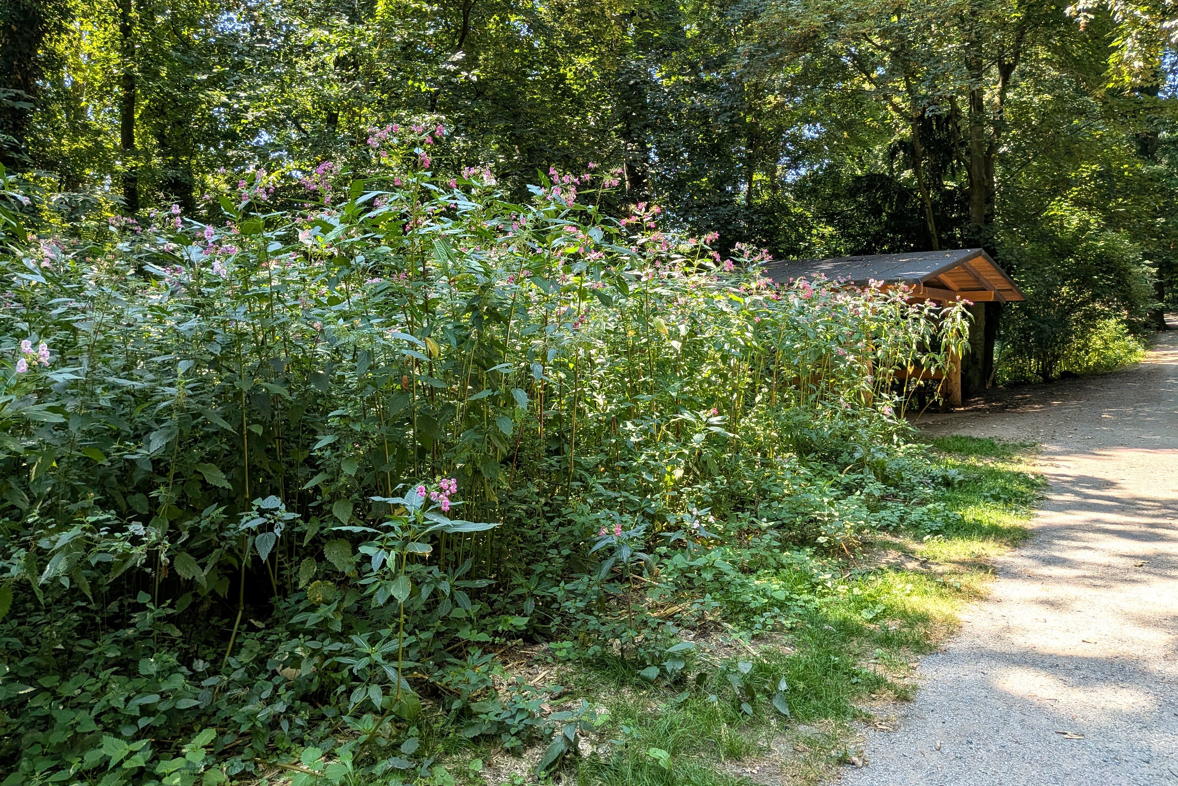 Hohe Pflanzen mit rosafarbenen Blüten wachsen am Rand eines Waldweges im Aaper Wald in Düsseldorf.
