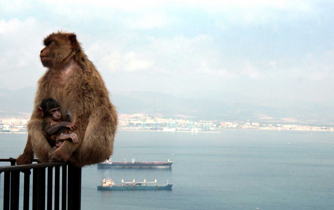 Fürsorge fürs Kind bei Äffin auf Gibraltar-Felsen / Foto Archiv  © Jo Achim Geschke