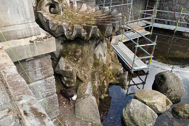 Brütendes Gänsepaar am Tritonenbrunnen ließen Sanierung stocken /Foto © Landeshauptstadt Düsseldorf