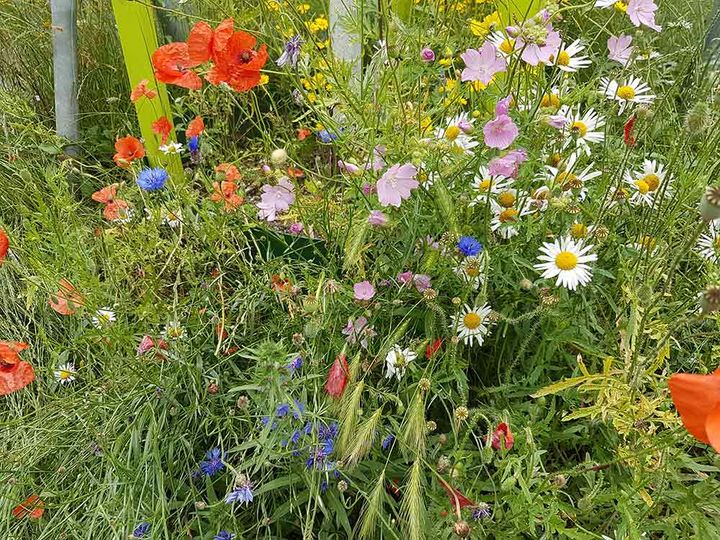 Eine bunte Blumenwiese schaffen die Samentütchen "Düsseldorfer Mischung",(c)Landeshauptstadt Düsseldorf/Garten-, Friedhofs- und Forstamt