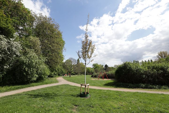 Frisch gepflanzte Zitterpappel im Nachbarschaftspark Diepenstraße, Düsseldorf, April 2026